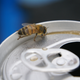 Illustration for article titled Bee Wishes It Could Hang Around Open Soda Can Without Everybody Freaking Out